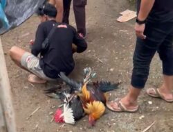 Polsek Tommo Polresta Mamuju Gerebek Praktek Judi Sabung Ayam