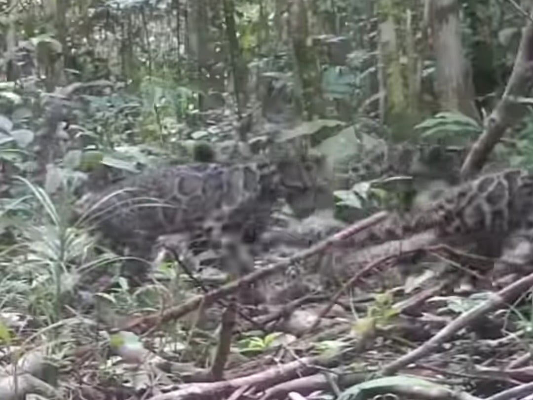 Tiga Macan Dahan Tertangkap Kamera Pengintai