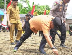Pemprov Sulbar dan Forkopimda Dukung Penanaman Jagung Serentak Nasional