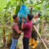 Tanah Subur Sulbar Percepat Panen Pisang Cavendish, Pj Bahtiar Dorong Pemanfaatan Lahan