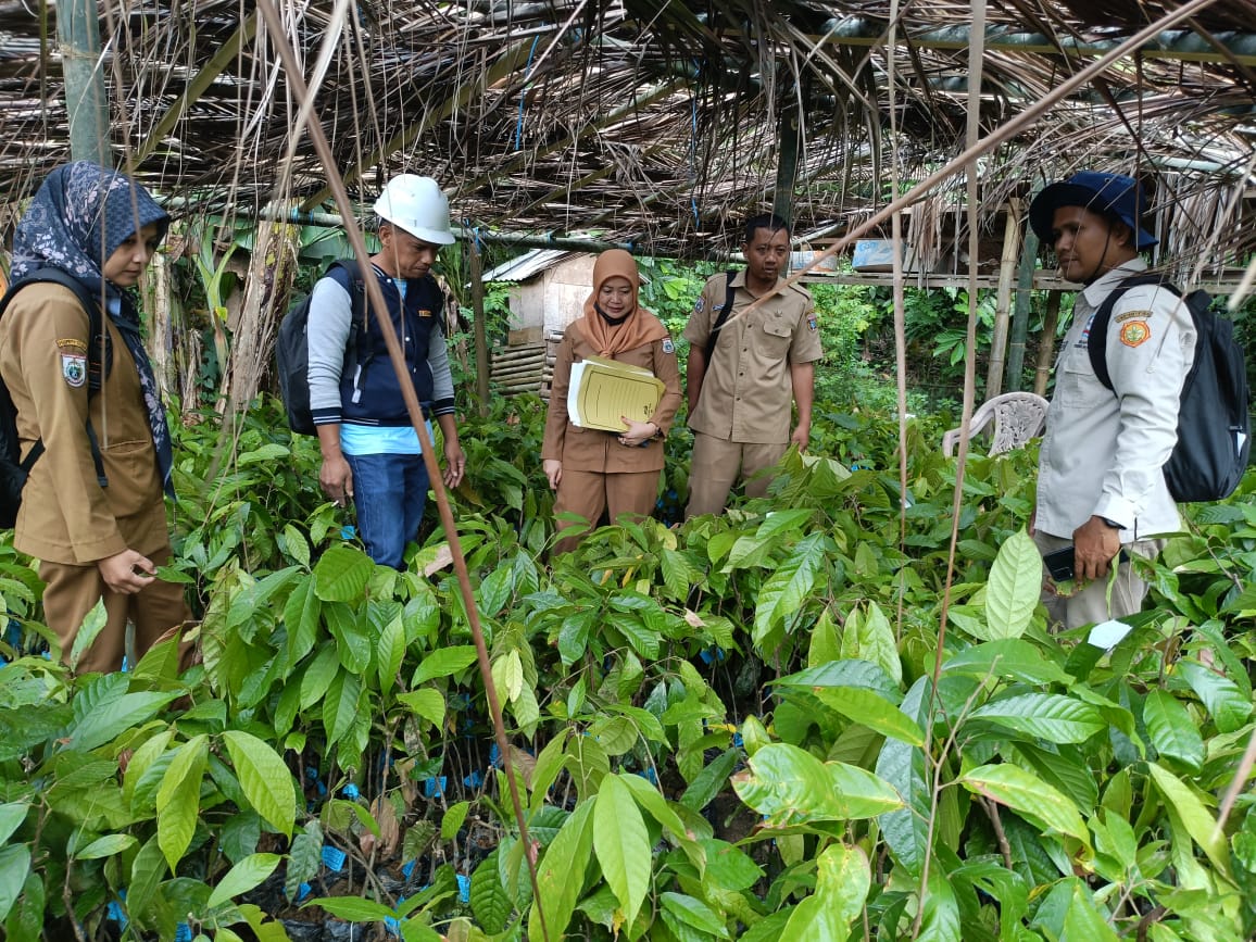 Dari Alu hingga Tinambung: Disbun Sulbar Pastikan Benih Kakao di Polman Sesuai Standar Mutu