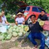 SDK–JSM Dorong Ketahanan Pangan, UPTD BBTPH DINAS TPHP Langsung Tancap Gas Panen Melon