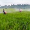 Petani Tommo Tersenyum, 7 Hektare Padi Terkendali dari Serangan Bercak Daun Cokelat
