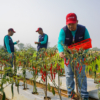 PKT BERSERI Dorong Potensi Pertanian dan Agrowisata Bulutana