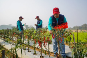 PKT BERSERI Dorong Potensi Pertanian dan Agrowisata Bulutana