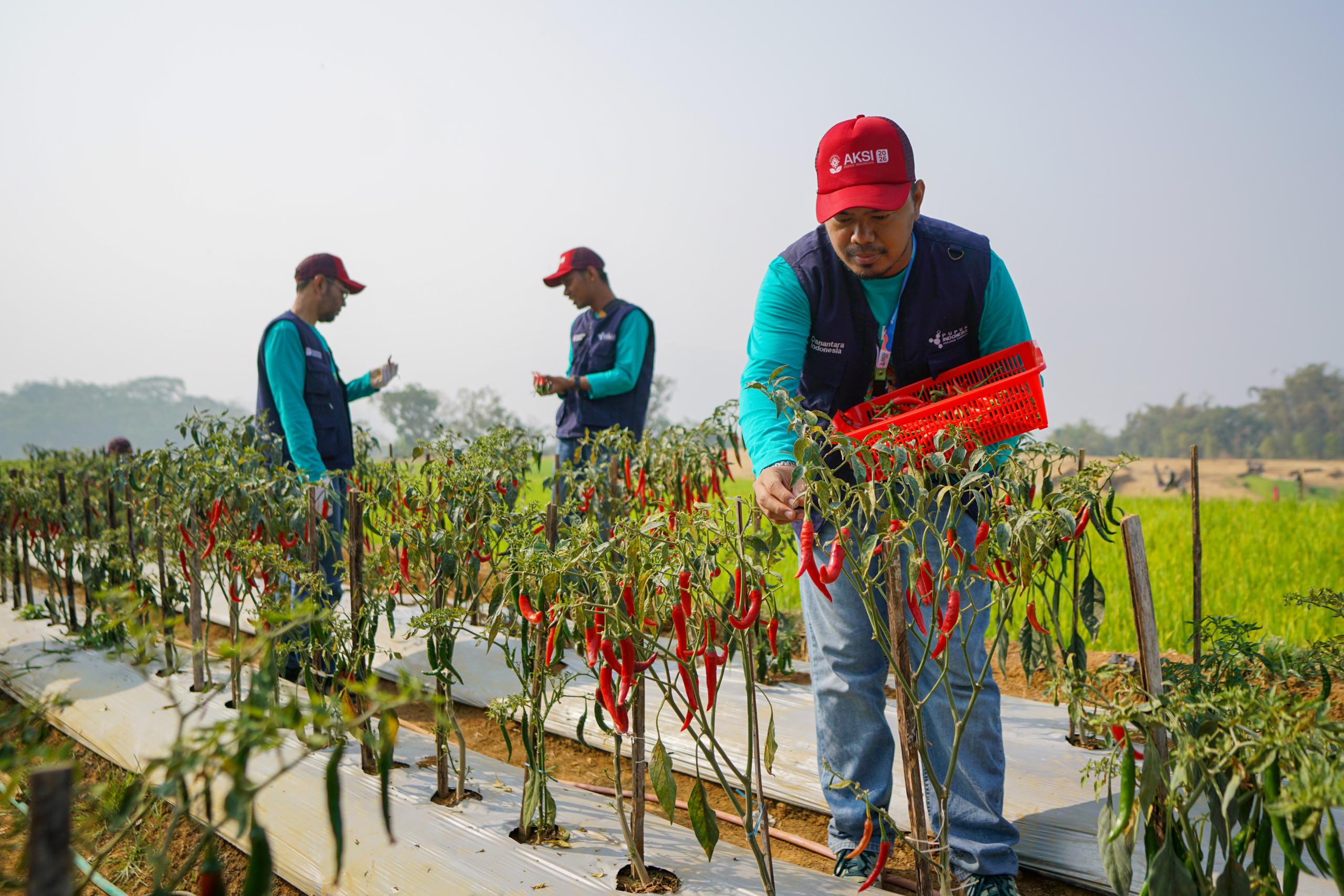 PKT BERSERI Dorong Potensi Pertanian dan Agrowisata Bulutana
