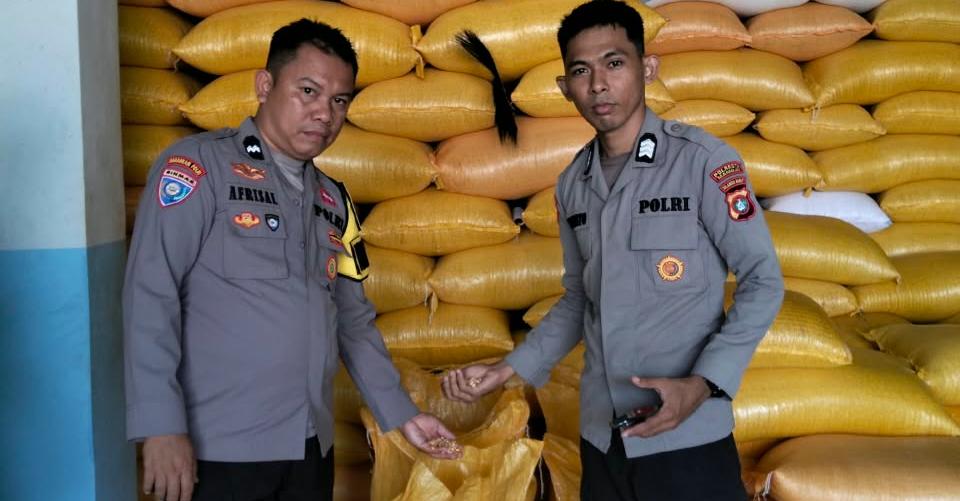Lawan Dampak Kemarau, Polsek Kalumpang Wujudkan Komitmen Ketahanan Pangan Lewat 3,1 Ton Jagung
